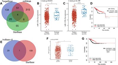 Identification and Validation of Cuproptosis-Related Prognostic Signature and Associated Regulatory Axis in Uterine Corpus Endometrial Carcinoma